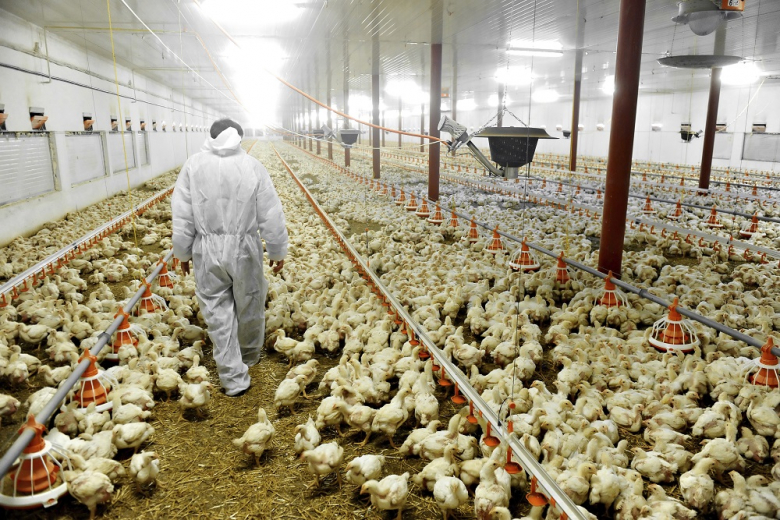 Птичий грипп – главная причина гибели птиц в практике агрострахования